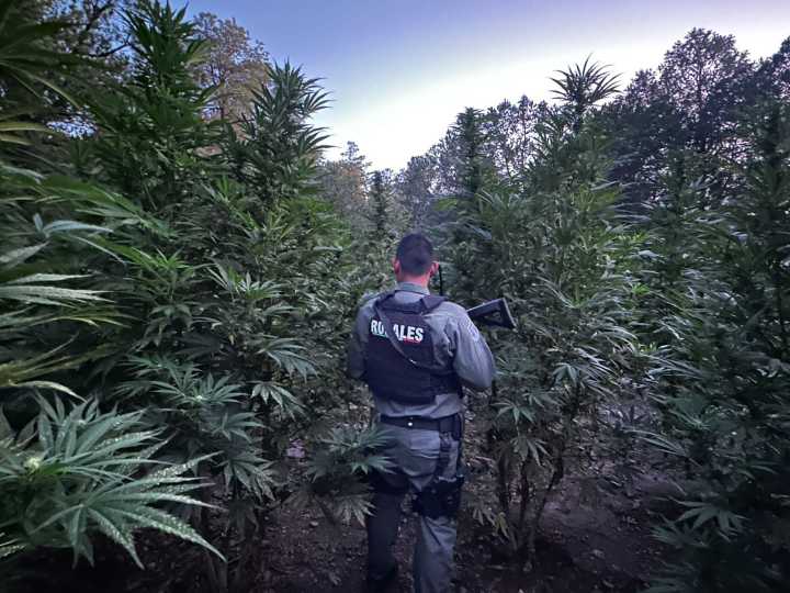 Destruyen 482 mil plantas de marihuana