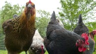 Rochester aims to regulate backyard chickens and people living in RVs