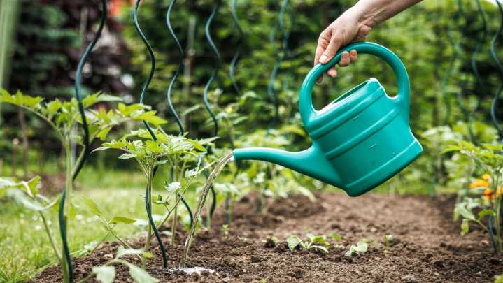 The Best Way To Save An Over-Watered Tomato Plant Before It's Too Late