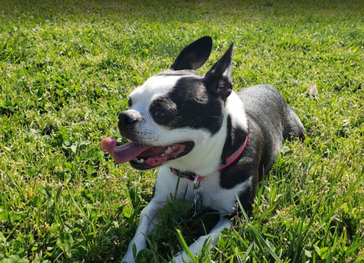 Contra Costa Humane Society To Host Annual Walk For Paws In Downtown Danville