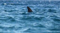 Un surfista muere tras el ataque de un tiburón en una playa de Sídney