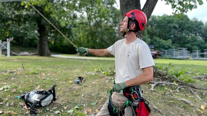 Bye-bye beetle? Massachusetts is close to eradicating an invasive bug