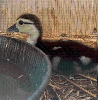 Brownsville officer rescues lost duckling during a crash investigation