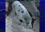 FOUND: Pig in Logan County