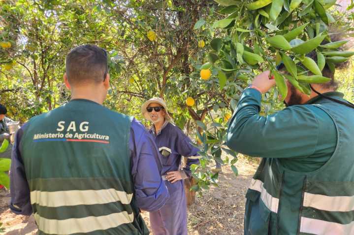 Corfo abre fondo de $235 millones para combatir la mosca de la fruta en Arica y Parinacota
