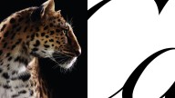 New Cartier Campaign Starring a Panther [PHOTOS]