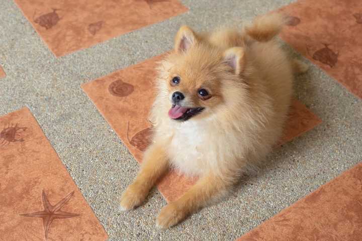 13 Vocal Dog Breeds Who React Wildly to Doorbell Sounds