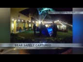 Officials work together to safely capture bear sleeping in tree