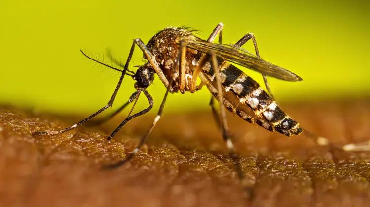 Secretaría de Salud: Alza de dengue en Sonora