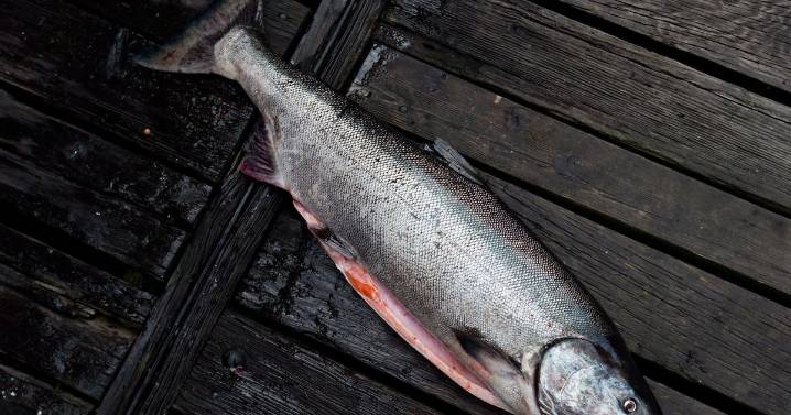 B.C. farmers ordered to stop using water to protect endangered salmon