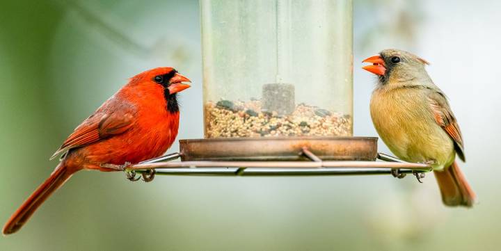 Is It Okay to Leave Your Bird Feeder Up Year