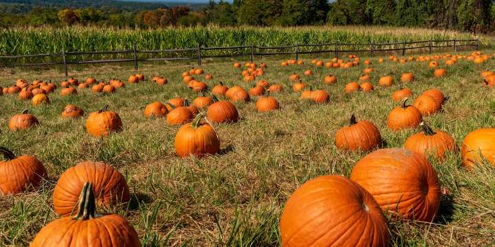 Gourd times await: 9 pumpkin patches to visit in Alabama this fall