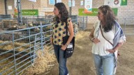 Irene de Miguel asegura que la lengua azul se está gestionando de manera "desastrosa" More