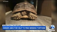 San Bernardino man in desperate search to find missing pet tortoise named Dolly