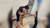 Indiana Woman Thought She’d Lost Her Dog Forever, Then A Call Changed Everything