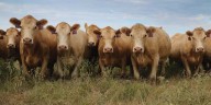 Livestock producers in most Georgia, SC counties eligible for $1b disaster relief program