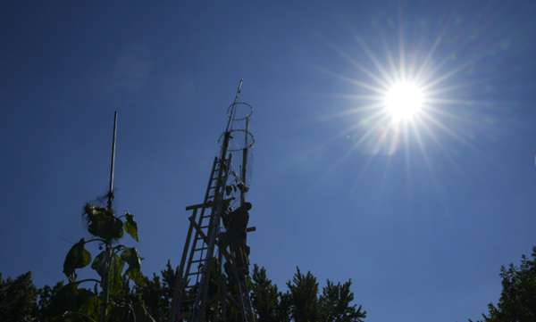 World record 35-foot tall sunflower grown in Indiana