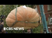 Giant pumpkin breaks record in Russia