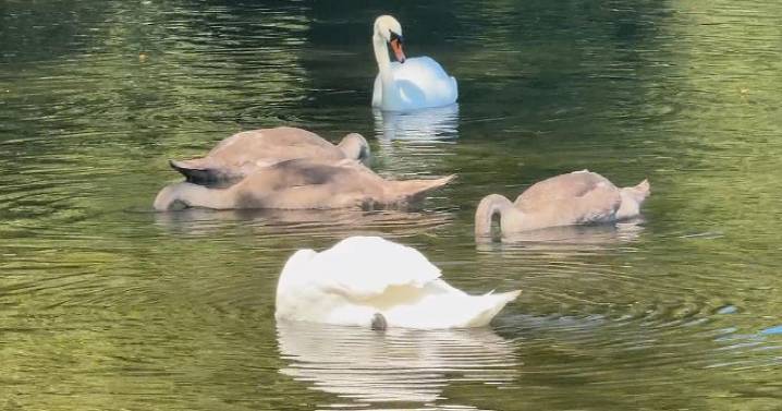 Effort underway in Boston to reunite young swan separated from family