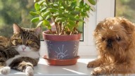 Todos quieren tener esta planta por su belleza y su aroma, pero si tenés mascotas deberías tener mucho cuidado