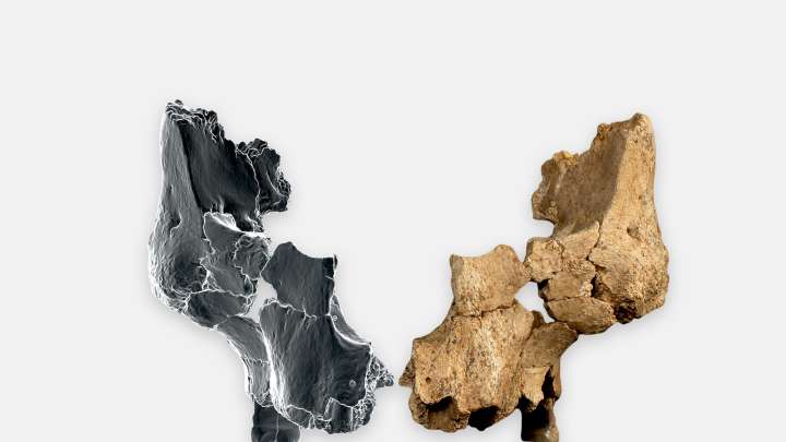 Descubren el rostro humano más antiguo de Europa en Atapuerca