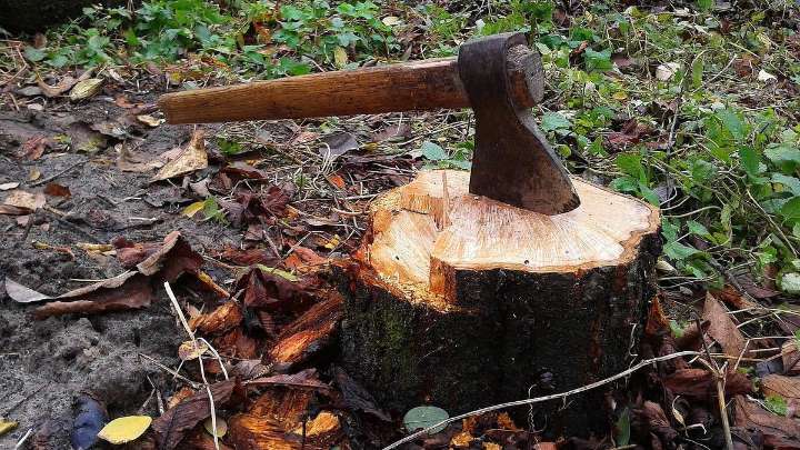 The City of Canning quadruples penalty for damaging or removing public trees from $250 to $1000