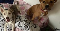 Fayette County animal control officer charged with shooting, killing 2 lost dogs