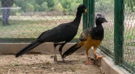 “Hemos podido recuperar el muitú y ahora queremos que regrese también a Misiones”, destacó el titular del Complejo Ecológico