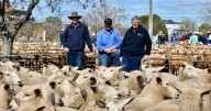West Wyalong/Temora 2025 first-cross ewe sale brings mixed result