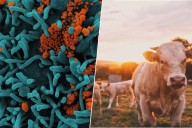 No sabíamos cuándo se habían desatado las grandes epidemias: ahora la ciencia 'culpa' al origen de la ganadería