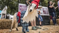 Arkansas Goat Fest events include lingerie show