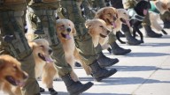 Para el rastreo de drogas en espacios de difícil acceso: Estas son las nuevas razas de perros que debutaron en la Parada Militar