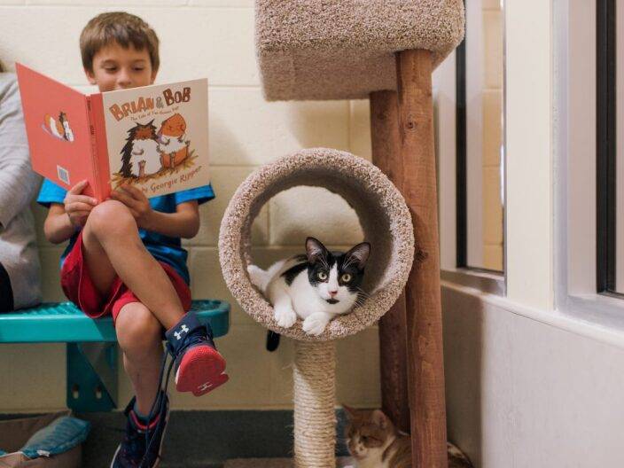Program at Patty Baker Humane Society of Naples allows kids to read to cats