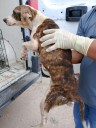 Rescatan a 14 animales con maltrato extremo en Misiones de Creel