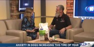 Anxiety in dogs increasing this time of year