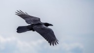GK: Which Neighbouring Country Of India Has The Crow As Its National Bird?