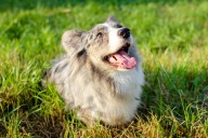 17 Dog Goods You Didn’t Know Existed (But Absolutely Need)