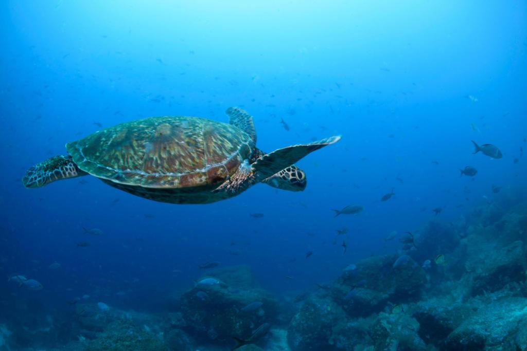 Nations ratify the world's first treaty to protect international waters