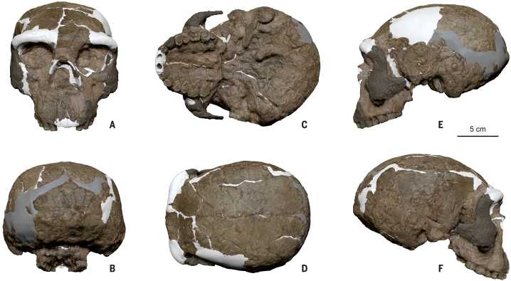 Has the history of human evolution been rewritten?