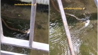 WATCH: Snake Swims With Fish in Its Mouth in Flooded Kolkata Home Viral News