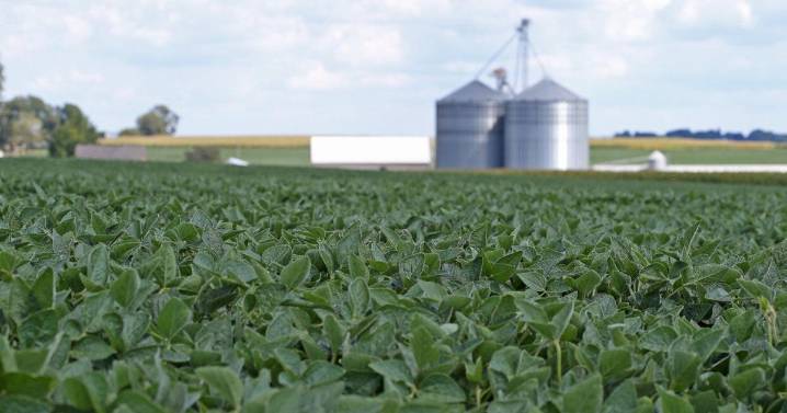 China Turns From U.S. Soybean Market, Fueling Downturn in Grain Prices