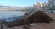 El alga invasora se ceba con las playas de la Costa del Sol este verano: Mijas, Casares y Marbella retiran más de 5.000 toneladas