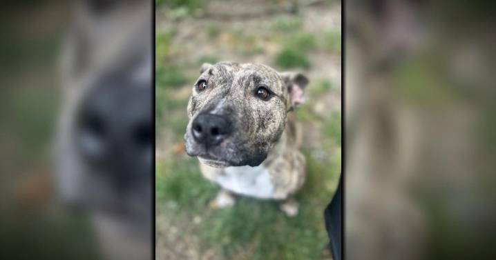 Meet the top 3 finalists in People's cutest rescue dog contest