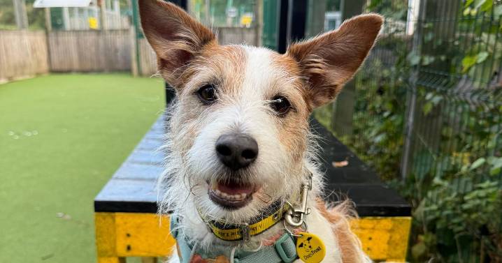 Jack Russell Terriers 'longing to be loved' await forever home at Dogs Trust Glasgow