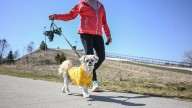 Chewy offers 400 names for your dog. See the list of most popular names