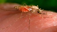 2 men diagnosed with West Nile virus in Mass., days after 1st human case of 2025