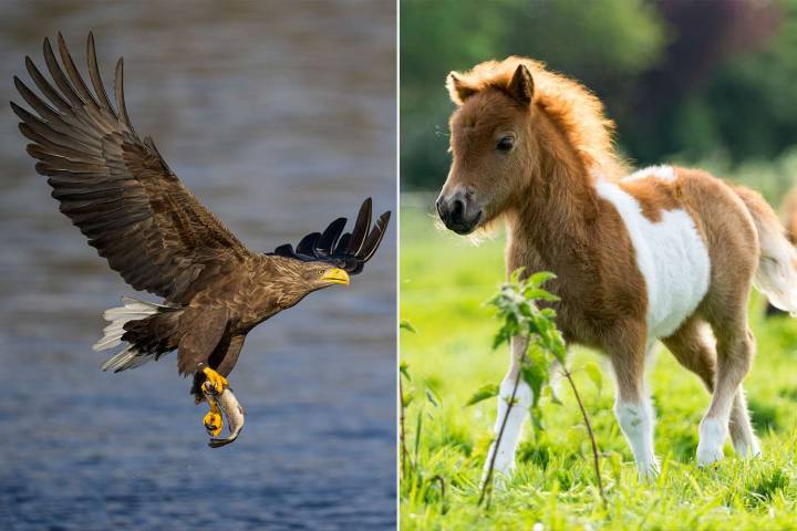 Farmer Claims Eagles Are Carrying Away His Ponies, and Says Birds Have Taken 5