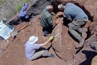 Restos fósiles de gliptodonte: “Cada hallazgo nos permite reconstruir la historia natural de Entre Ríos”