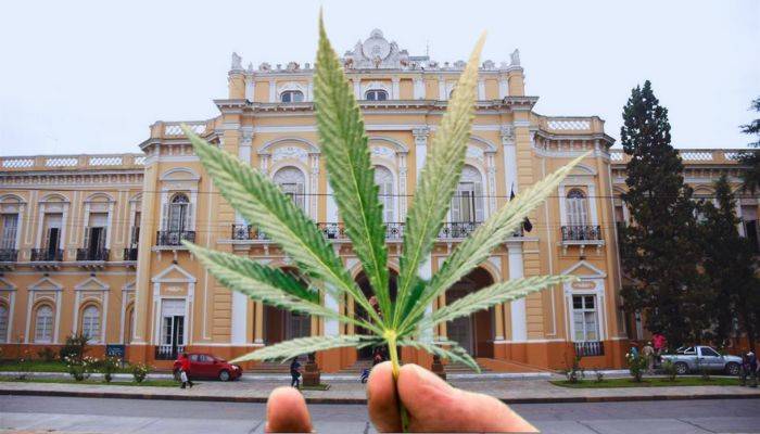 Dale mecha | La legislatura salteña aprobó definitivamente el Registro Provincial de Cannabis Medicinal