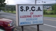 SPCA of Luzerne County reopens adoptions and shelter visits